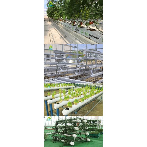 Environment Friendly Soilless Hydroponic System 75*50mm NFT Lettuce System