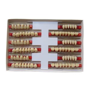 Quality 3 Layers Acrylic Resin Composite Teeth Denture Standard Size VITA Shade for sale