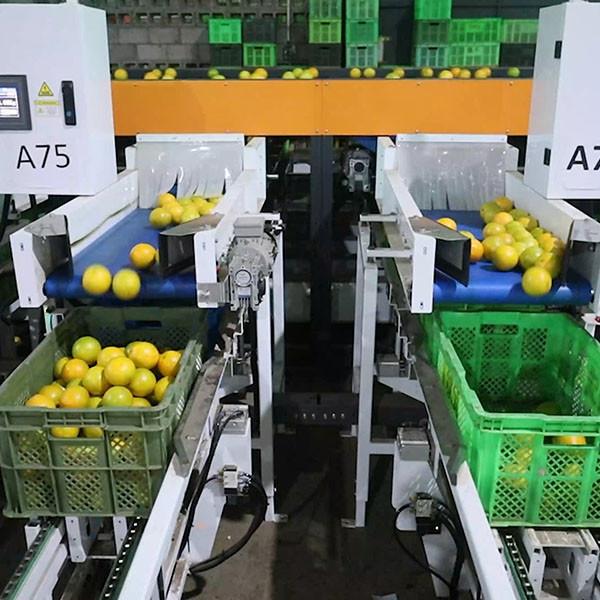 High Precision And Accuracy Citrus Orange Sorting Machine Capable To 50 - 100mm