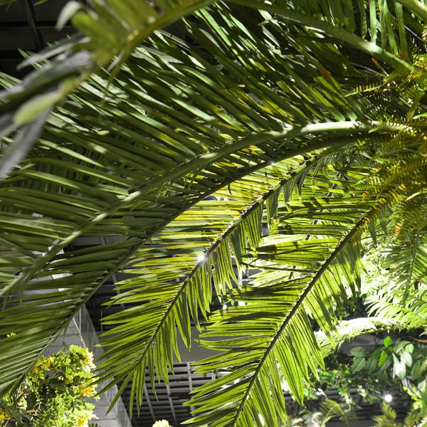 Buy Custom Artificial Date Tree For Theme Park Hotels Easy To Install Low Maintenance at wholesale prices