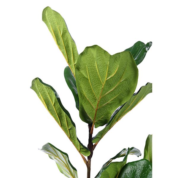 6 Ft Ficus Silk Tree Out Of Style No Maintenance Required For Room Decoration