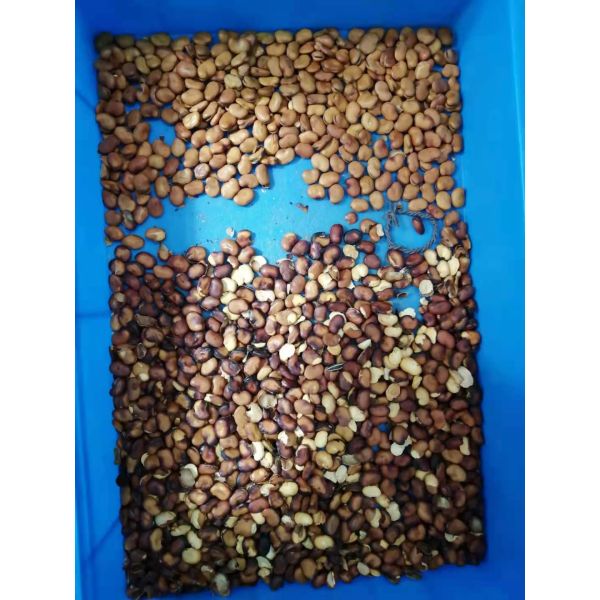 Colored Toshiba Camera CCD Cocoa Beans Sorting Machine 2.4M3/Min