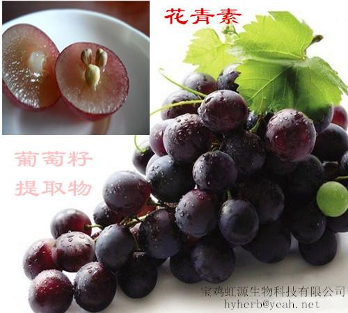 Buy 98% OPC Grape seed extract at wholesale prices