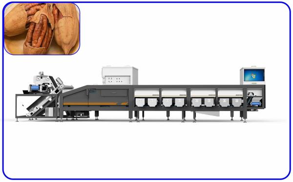 Buy Accurate Peanut Grading Sorting Machine 0.8 - 1.2 T/H 8 Channel at wholesale prices