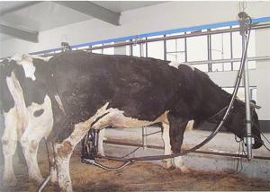 380 Volt 50Hz High Quality Pipeline Milking Parlor System with Milk Receiver Group