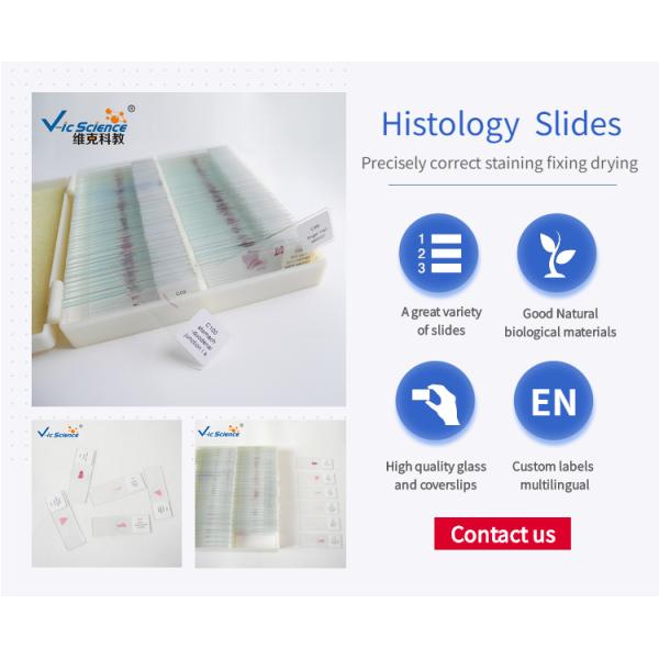 VIC48 Histology Lab Slides 25pcs Human Tissue Microscope Slides Oem Service