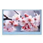 4.3 Inch TFT In Plane Switching LCD Display With RGB Interface