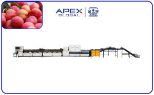 Quality PLC Control Automatic Plum Fruit Sorting Machine With 99.9% Accuracy for sale