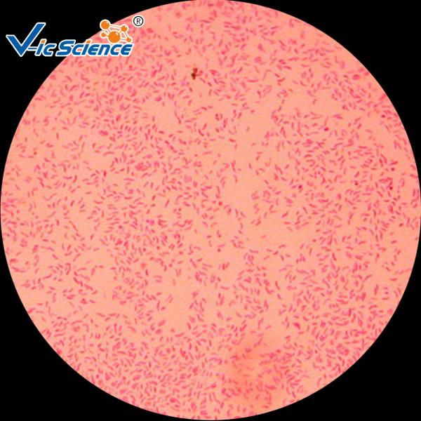 Commercial Custom Microscope Slides 25pcs VIC29 Thin Glass Slides