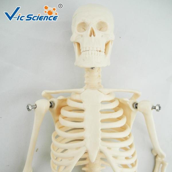 Buy 45cm Mini Anatomical Skeleton Model Anatomically Correct Skeleton 3d Model at wholesale prices