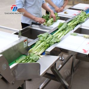vegetable drying equipment Fruit and vegetable selection washing and drying