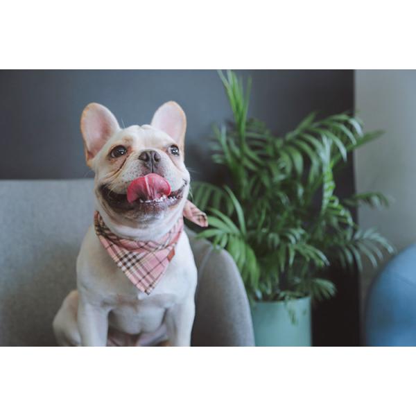 45x45cm Custom Dog Bandana Collars For Puppies Polyester Cotton Polymeric