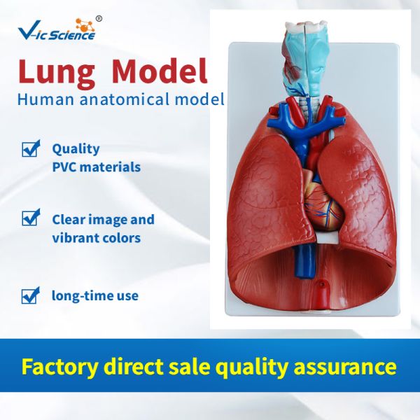 Teaching Human Anatomical Model Larynx Heart And Lung Model VIC-320