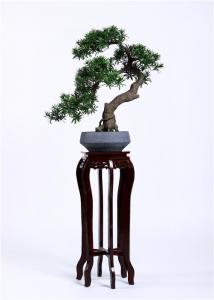 Quality 75cm Bonsai Pine Tree Podocarpus Lovely Macrophyllus Regal In Stature for sale