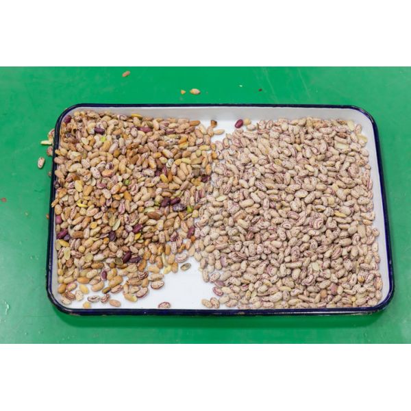 Optical Cardamom Colour Sorting Machine Multifunction Tea Coffee Bean Dried Nuts Color Sorter