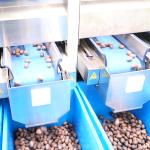8 Channels Nuts Sorting Machine 380V Pecans Sorting And Grading Machine