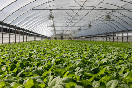 Butterfly 680W Direct Replacement LED Grow Lights For HID High Efficiency Spectrum