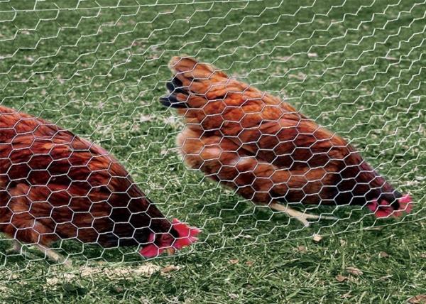Buy 0.5-2m Chicken Wire Mesh Netting , Hexagonal Poultry Wire Mesh at wholesale prices