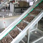 1.5 Ton Output Intelligent Chestnut Sizer And Grader Machine With 99.9% Sorting