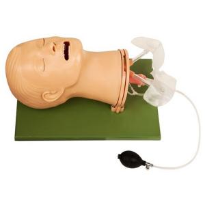 Quality Fully Functional Cpr Training Manikins Airway Management Model for sale