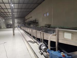 Water Bath Type Pasteurizing Tunnel Machine For Canned Tomato Paste Sizes From 70g To 3Kg Capacity Or Speed From 50 CPM To 600 CPM