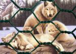 Rust Resistant Zinc Coated Hexagonal Wire Mesh Easy Install Hex Wire Netting