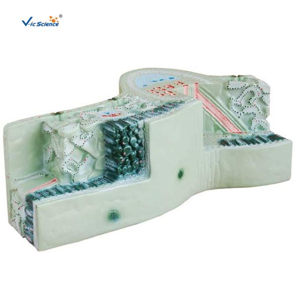 Bilological Class 47x46x18cm 5kgs Plant Stem Cell Model