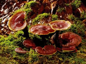 China reishi mushroom extract-fruiting body/sporocarp on sale