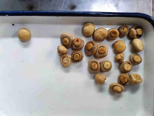 Buy Sliced Tin Canned Champignon Mushroom with Water at wholesale prices