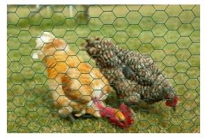 Quality hexagonal wire netting,Chicken Wire Mesh,Galvanized Hexagonal Wire Netting for sale