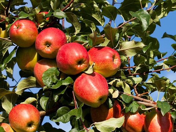 Agro Nitrogen Bulk Blended Fertilizers Organic NPK 26-8-8