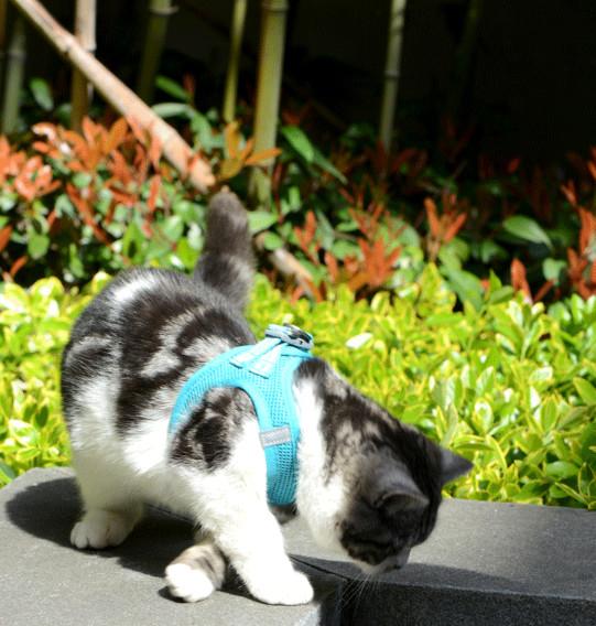 Small Kitten Nylon Pet Harness Vest Large Fat Anxiety Cat Vest Easy Walk