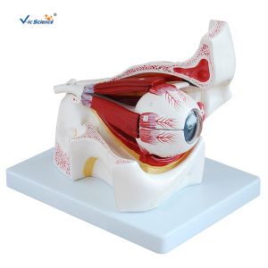 Quality Human Eye Removable 47cm Model for sale