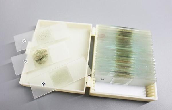 Buy Shockproof 24pcs Rock Microscope Slides For Educational Lab at wholesale prices