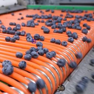 Quality Computer Control Blueberry Sorting Machine 360 Degree Rotational Scanning for sale