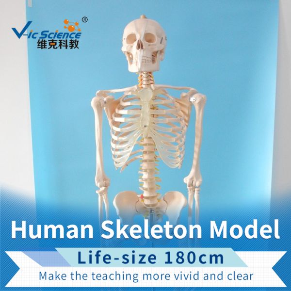 180cm Tall Human Anatomical Skeleton Educational Model Life Size VIC-101
