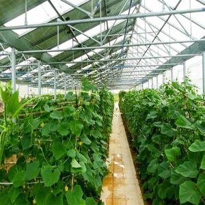 Quality Galvanized Anodized Solar PV Greenhouse With Shading System for sale