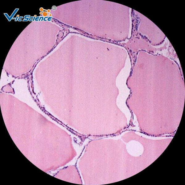 Buy Laboratory Pathology Microscope Slides / Human Pathology Slides Set 100 Pieces at wholesale prices