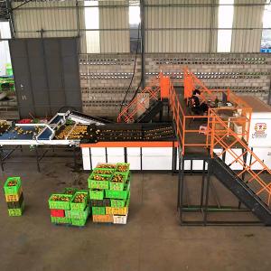 Quality AI Deep Learning Orange Sorting Machine Up To 50 Discharge Ports To Separate Grade Size And Weight for sale