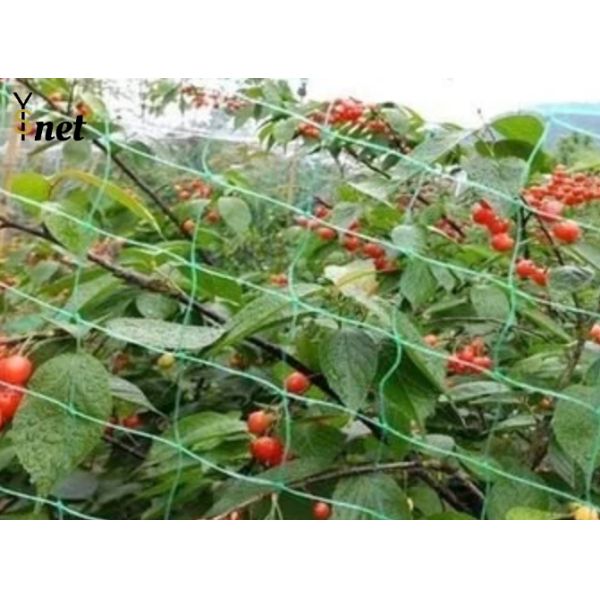 Black Polyethylene Mesh Netting Customized Bird Net For Vegetable Garden