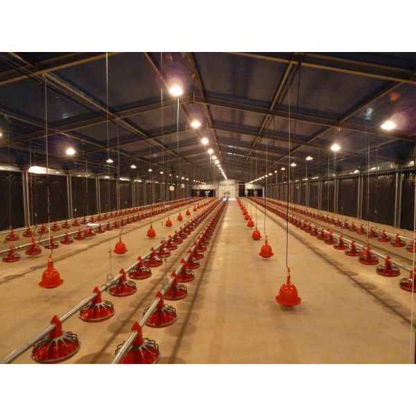 Industrial Steel Structural Buildings Prefabricated Steel Poultry House Customized