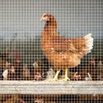 Hot dip galvanized chain link fence nets rat the snake home grid chicken net