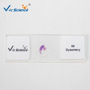 Anatomy Histology Prepared Pathology Microscope Slides 200 Pieces Odm Service